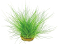 Preview: Nadel-Sumpfsimse - Eleocharis acicularis